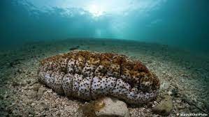 Slippy the snot sea cucumber. D6drmp Rte8vm