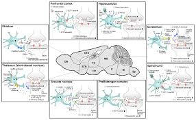Combien de morts à cause du… original lyrics of combien de gens song by florent pagny. Cells Free Full Text Astrocytic Regulation Of Neural Circuits Underlying Behaviors Html