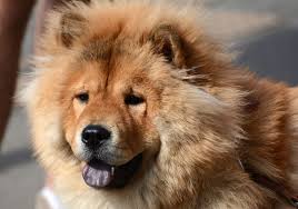 Eurasier, california » san francisco eurasier puppies for sale zoemelissa09 baby cute angels healthy, most affectionate eurasier puppies to offer for adoption. 10 Dog Breeds That Look Like Bears