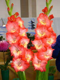 Gladiolus Very Beautiful Flowers Flower Show Wonderful Flowers