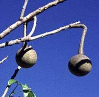 Image result for Cladostemon kirkii