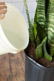 Sansevierias are some of the toughest plants you can find. How To Fertilize Your Snake Plant Step By Step Guide With Pictures And Video