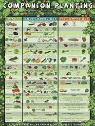 Companion Planting Chart Lots Of Great Info Video Tutorial