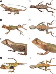 Image result for Stenocercus simonsii