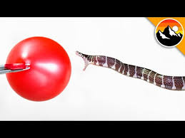 Devour nectar and energy left by opponents to increase your size, skills, and abilities. Snake Bites In Super Slow Motion Youtube