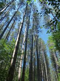 Mohawk trail state forest is one of the most beautiful places you can possibly go in massachusetts. Pines Picture Of Mohawk Trail State Forest Charlemont Tripadvisor