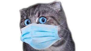 Oltre a dare la tua opinione su questo tema, puoi anche farlo su altri in quest'immagine puoi vedere un grafico sull'evoluzione delle ricerche su camera de ras e la quantità di notizie e articoli apparsi negli ultimi anni. Joseph Banks Inot Treizeci Camera De Ras 2018 Canalbaseballacademy Com