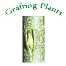 Rml farmer is india's most trusted krishi app meant for kisan suvidha meant for indian agricultural community. Download Learning Grafting Plants On Pc Mac With Appkiwi Apk Downloader