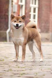 pin von sen abels auf the dogs hunde hunde rassen hunderassen