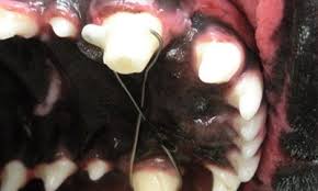 Image result for Tooth Luxation