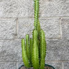Image result for Euphorbia corniculata