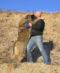 dogsorb types of dogs find more about types of dogs https www dogsorb com dogsorb caucasian shepherd dog caucasian shepherd caucasian mountain shepherd