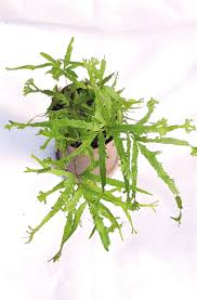 Image result for Pteris