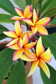 Pin On Plumeria