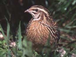 Unsere osterpost stand im stau :( natürlich ist unsere tolle aktion trotzdem exklusiv für sie gültig! Wachtel Art Wikipedia