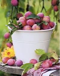 Buckets Of Plums To Eat Fresh Or Preserve As Jam And Spiced Sauce Some Are Also Frozen To Use For Winter Desserts Fruit Beautiful Fruits Fruit And Veg