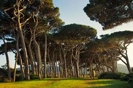 How much money is an acre of pine trees worth? Maritime Pine Bark A Herb Worth Knowing About Mcdowell S Herbal Treatments