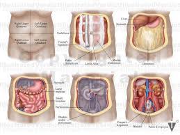 Above the pelvic brim and has no obstetric importance. Stock Female Pelvis Normal Anatomy Illustrated Verdict