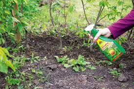 Bambus wird in deutschen gärten immer beliebter. Unkrautvernichter Gegen Unerwunschte Pflanzen Im Heimischen Garten Allgemein Ratgeber Garten Schluter