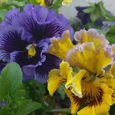 Viola X Wittrockiana Can Can Pansy Can Can In Gardentags Plant Encyclopedia