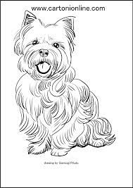 There are only five categories of accepted, standard breed colors for yorkshire terriers and these are the only coloring choices available on the american kennel club (akc) application form for registering a yorkshire terrier. Ausmalbilder Yorkshire Terrier