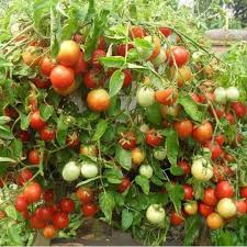 Kata holtikultura (holticulture) berasal dari bahasa latin, yakni hortus yang berarti kebun dan colere yang berarti menumbuhkan (terutama sekali mikroorganisme) pada suatu medium buatan (zulkarnain… Mau Raup Untung Dari Usaha Tani Tomat Ini Caranya Pontas