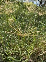 Image result for Chloris gayana