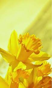 Yellow Daffodils Mana Vietne Yellow Daffodils Daffodils Flower Meanings