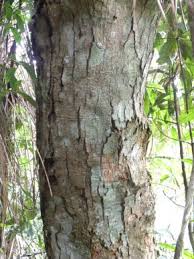 Image result for Parinari excelsa