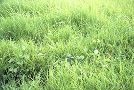 Image result for Paspalum plicatulum