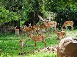 Safaris & Tours to Kisumu Impala Sanctuary — Margical Kenya Safaris