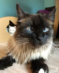 Chatty Cats Bacon Pawsies And More Goruntuler Ile Oya Vine