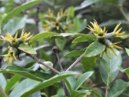 Image result for Pomaria burchellii