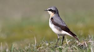 Image result for Oenanthe