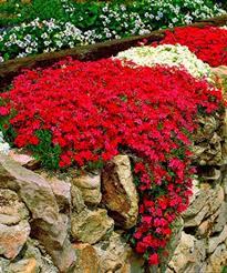 50 Seeds Creeping Thyme Seeds Red Rock Cress Seeds Ground Etsy Small Flower Gardens Rock Wall Landscape Plants