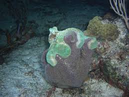 In relation to overall body size, this creature also has the largest head of any. Caribbean Reef Octopus Project Noah