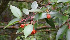 Image result for Pterocelastrus