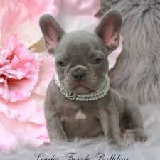 French bulldogs la is a french bulldog breeder located just outside los angeles in the ojai valley of ventura county in southern california. Solid Lilac French Bulldog Archives Lindor French Bulldogs