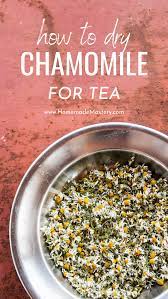Extracts or dried flowers of chamaemelum nobile are used in hair care and skincare products. How To Dry Chamomile For Tea Homemade Mastery