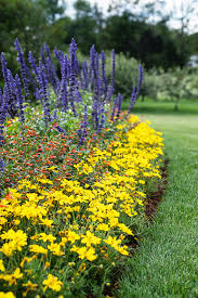 Although calendulas prefer full sun, they can tolerate partial shade. 17 Tall Annuals For The Middle Of The Border Proven Winners