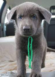 Crazy German Shepherd Blue German Shepherd Puppies Blue German Shepherd German Shepherd Puppies