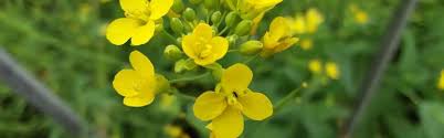 Image result for Brassica rapa