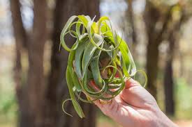 Image result for Tillandsia