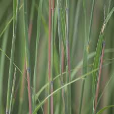 Image result for Andropogon lima