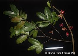 Image result for Monoon