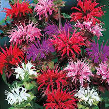 Monarda Bee Balm Mixture Breck S