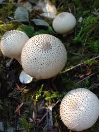 If you choose to grow mushrooms in your. What Mushrooms Popping Up In Lawns Means