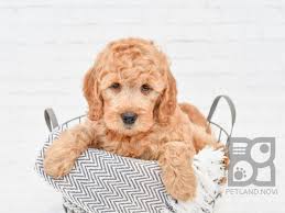 F2b mini goldendoodle puppies $0. Goldendoodle Puppies Petland Novi