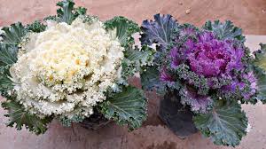 If kept indoors during the winter, it will send up a tall stem and flower, which kalanchoe thyrsiflora leaves have a heavy white powedery tomentum on them that makes them look whitish. Care Ornamental Flower Plant Kale Cabbage Flower Hindi Youtube