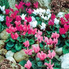 Special features of blanket flowers 6 Months Of Flowering Cyclamen Breck S Fall Plants Bulb Flowers Flowers